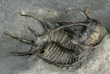 Spiny Ceratarges Trilobite - Zireg, Morocco #354426-3